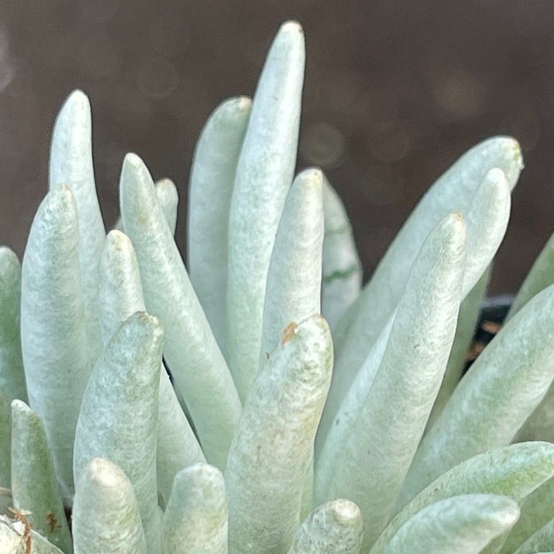 Senecio scaposus &