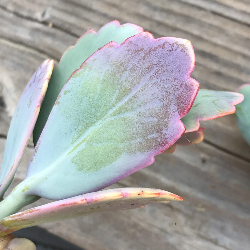Cuttings - Kalanchoe fedtschenkoi - unrooted - Zensability