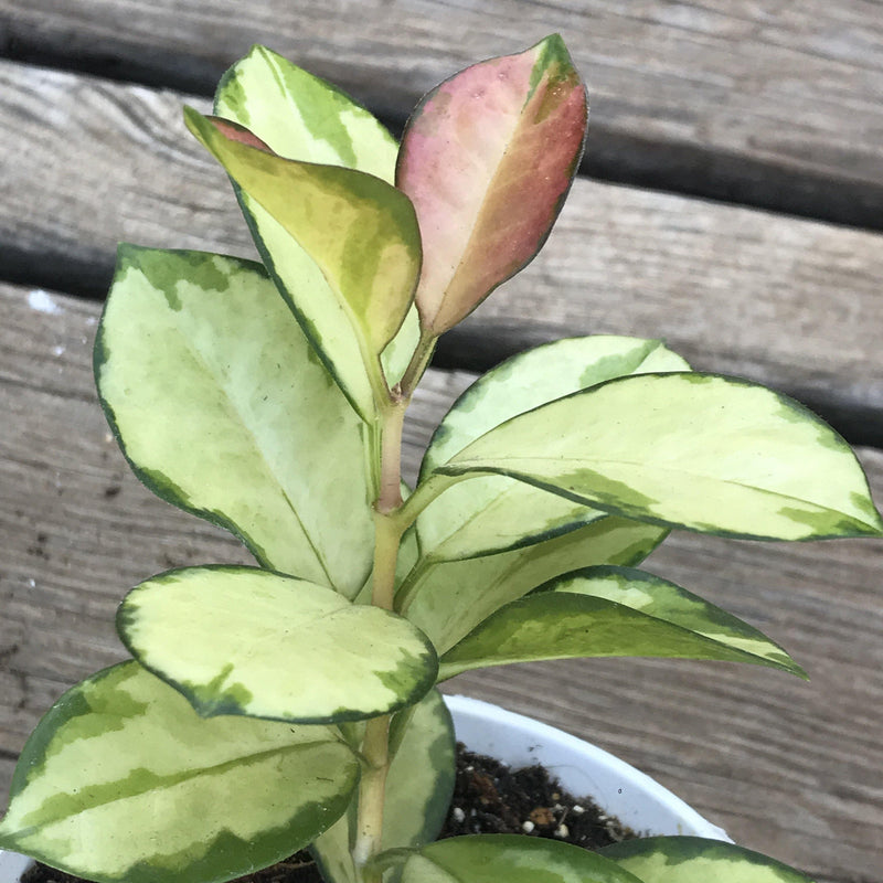 Hoya australis ‘Lisa’ - variegated - rare - 4 INCH - Zensability