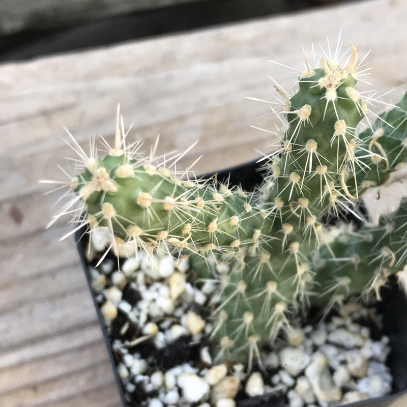 Cylindropuntia ‘Cholla Cactus’ - 2 INCH - Zensability