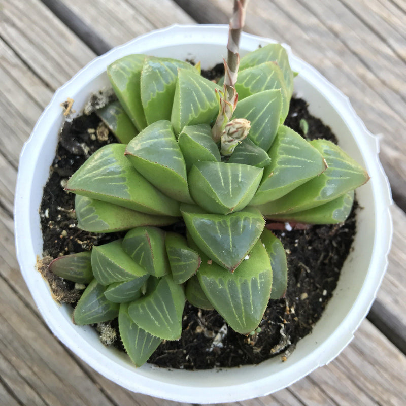 Haworthia retusa hybrid - cluster - 4” succulent plant - Zensability