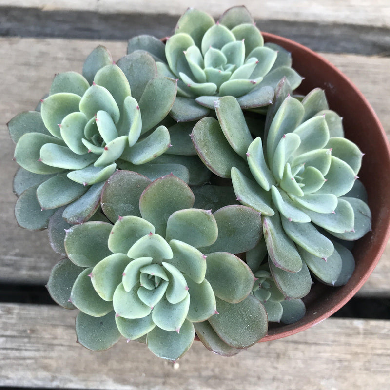 Echeveria ‘Galaxy Blue’ - cluster - 4 INCH - Zensability
