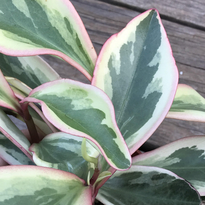 Zensability Online Plant Nursery, Peperomia ginny &