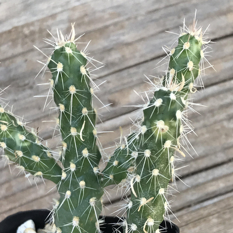 Cylindropuntia ‘Cholla Cactus’ - 2 INCH - Zensability