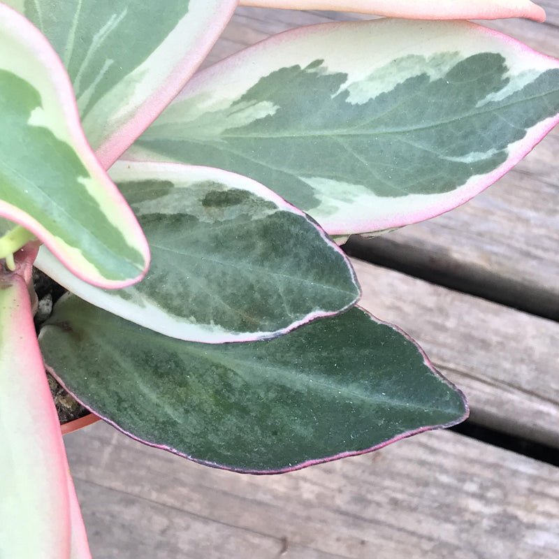 Zensability Online Plant Nursery, Peperomia ginny &