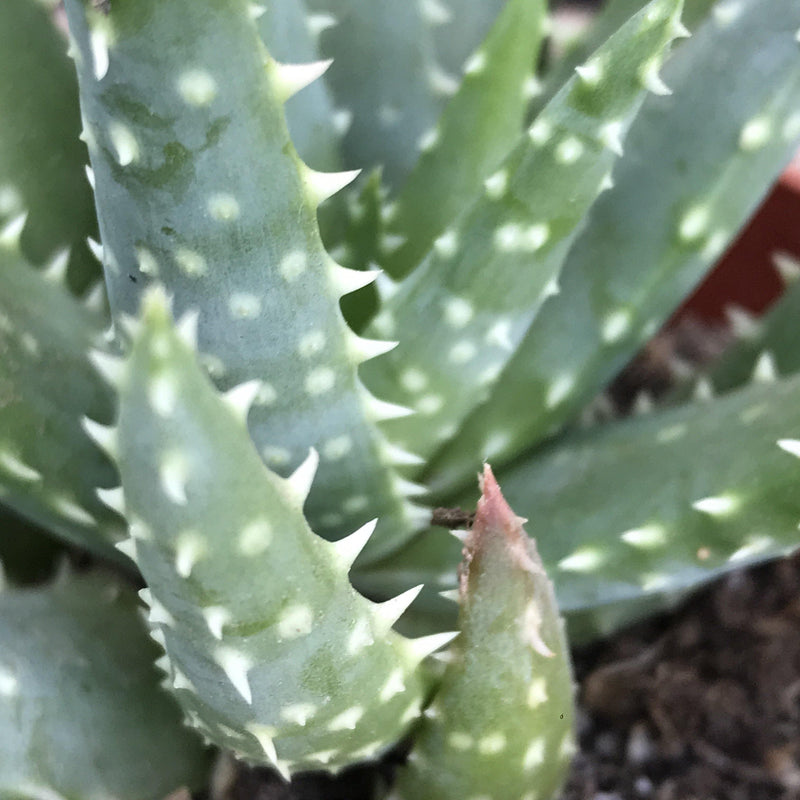 Aloe ‘Crosby’s Prolific’ - 4 INCH - Zensability