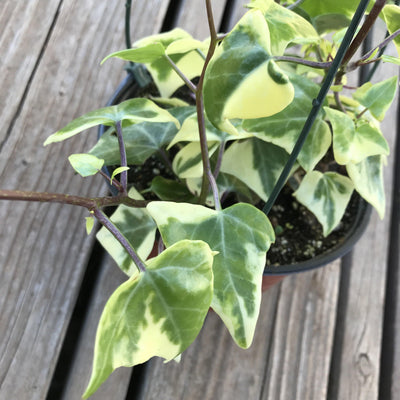 Senecio succulent 'Wax Ivy' plant with variegated leaves that see shaped like ivy leaves.