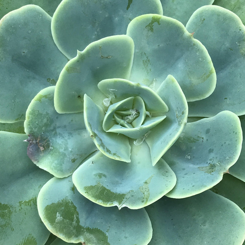 Echeveria &