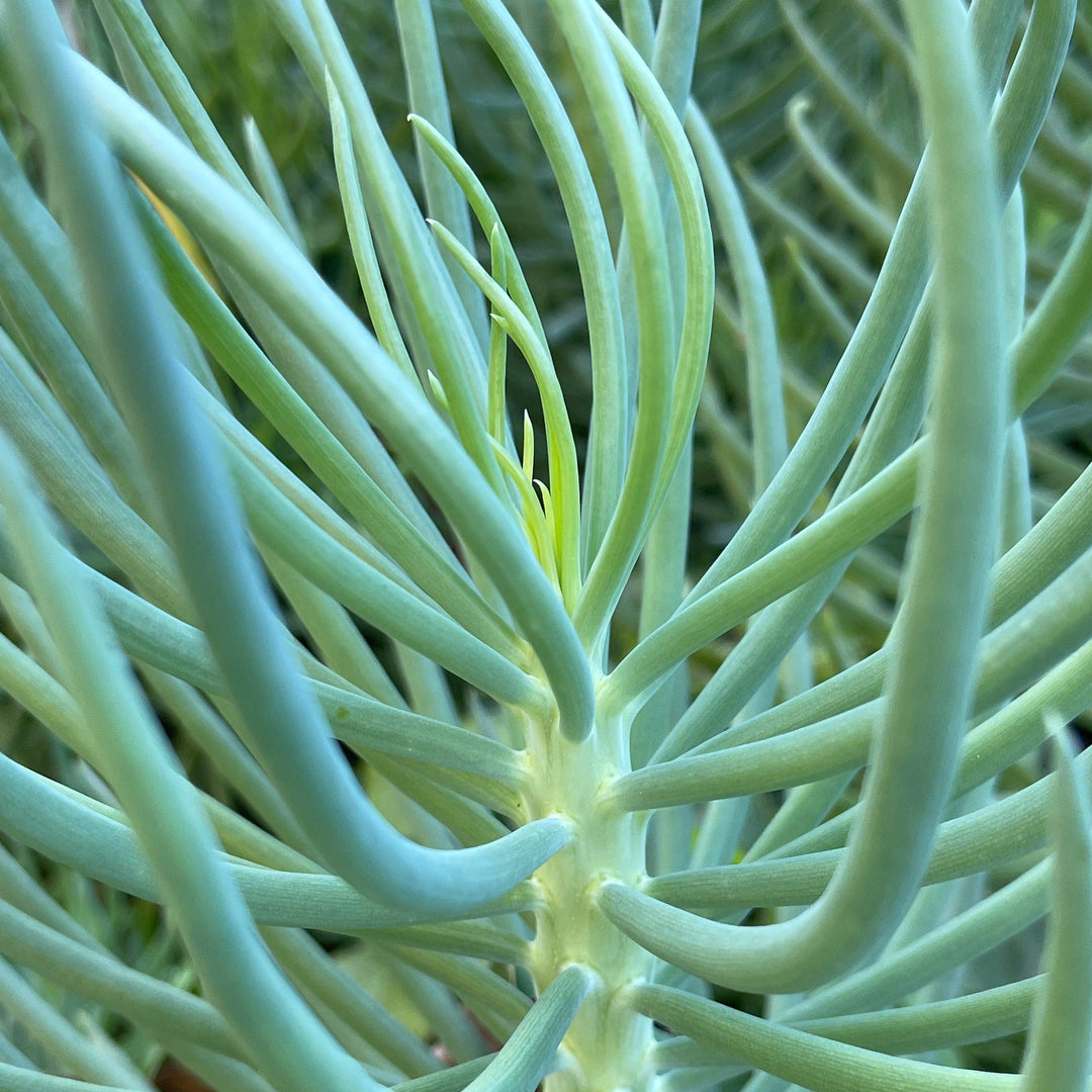 senecio verde fingers succulent plant Senecio serpens 'Blue Chalk Fingers' - Succulent Plant