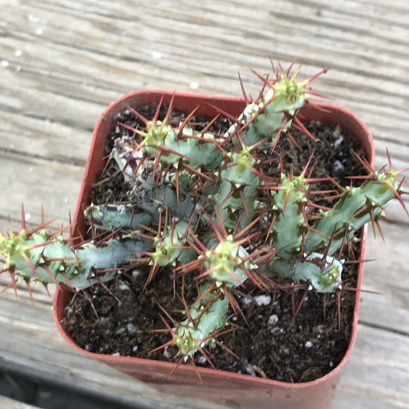 Euphorbia aeruginosa ‘Miniature Saguaro’ - 2.5” rare succulent plant - Zensability