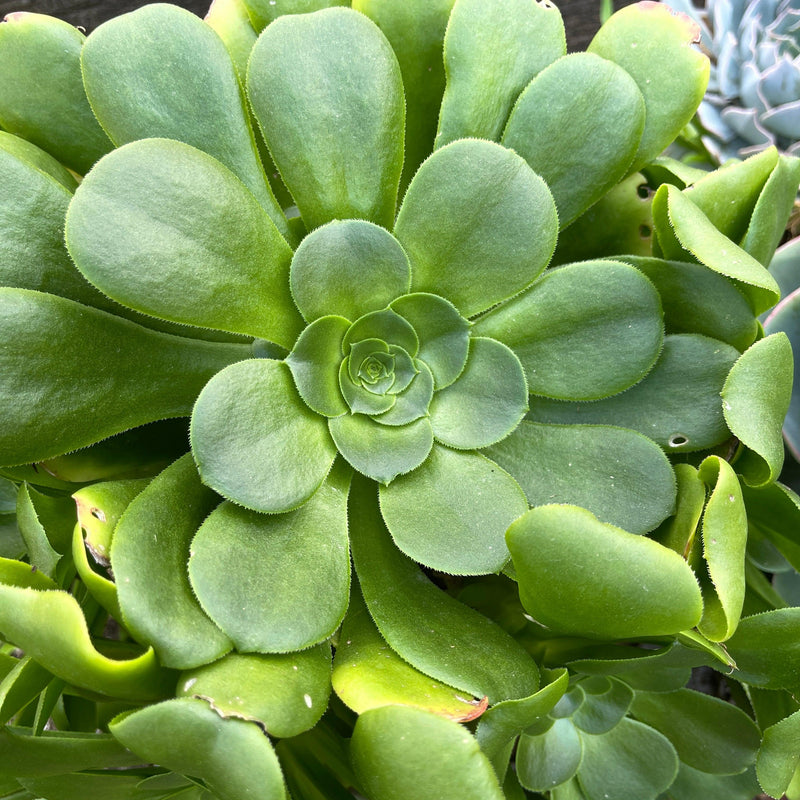 Cutting - Aeonium canariense (one, 5-6”) - Zensability