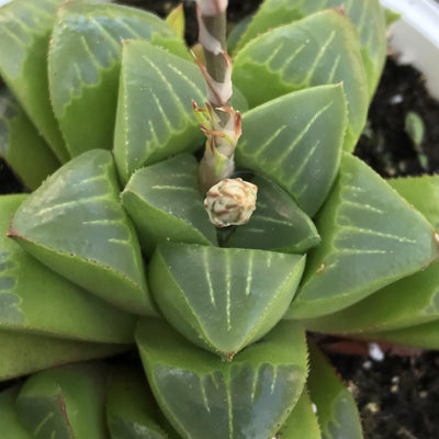 Haworthia retusa hybrid - cluster - 4” succulent plant - Zensability