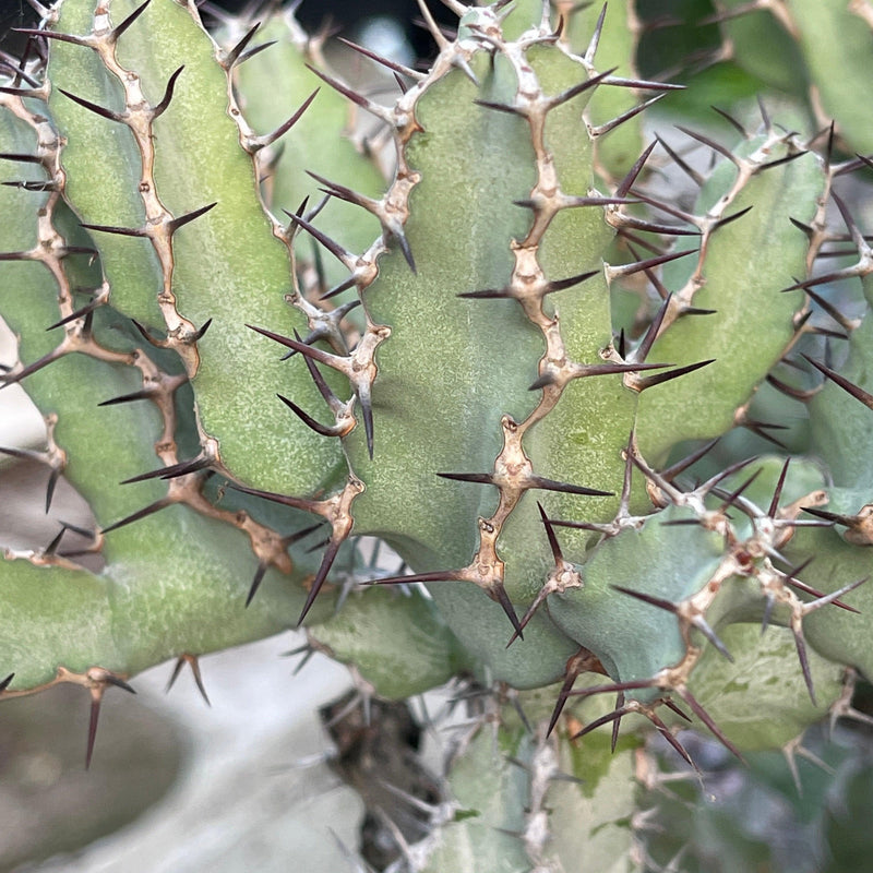 Cutting - Euphorbia coerulescens (3-4”) - Zensability