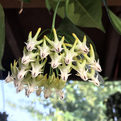 Hoya multiflora 'Shooting Star' - rare -Rooted LIVE Hanging House Plant, 6 INCH - Zensability