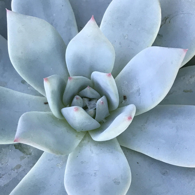 Echeveria &
