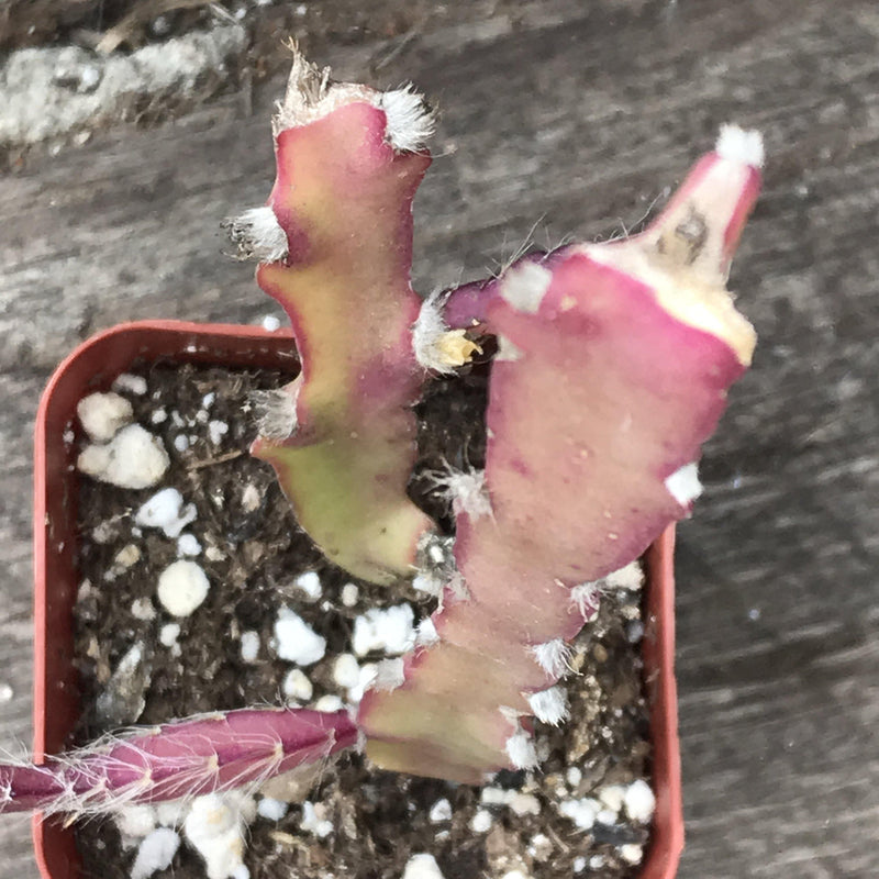 Lepismium cruciforme - rare pink cactus -2.5” - Zensability
