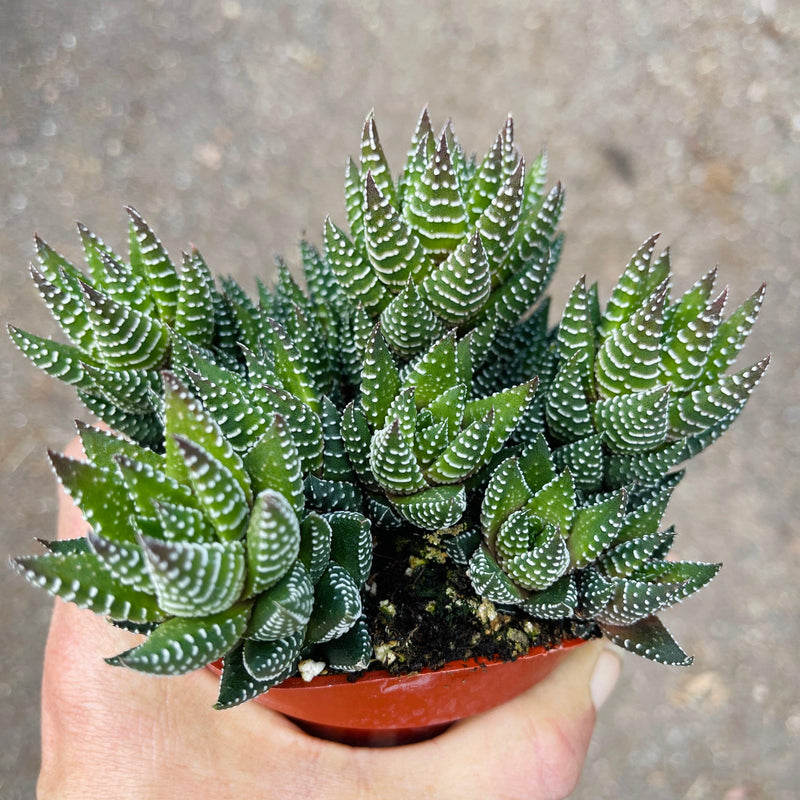 Haworthia coarctata - multi-head - 4” - Zensability