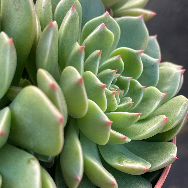 Echeveria &