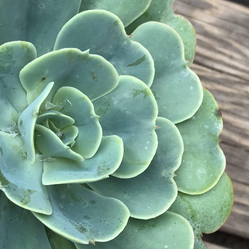 Echeveria &