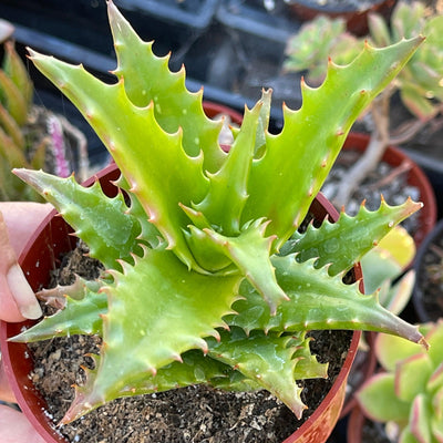 Aloe congolensis 'Congo Aloe' - 4” - Zensability