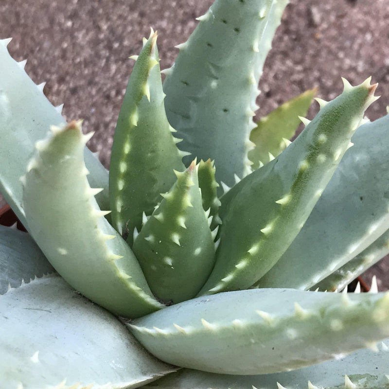 Aloe brevifolia - 4” live succulent plant - Zensability