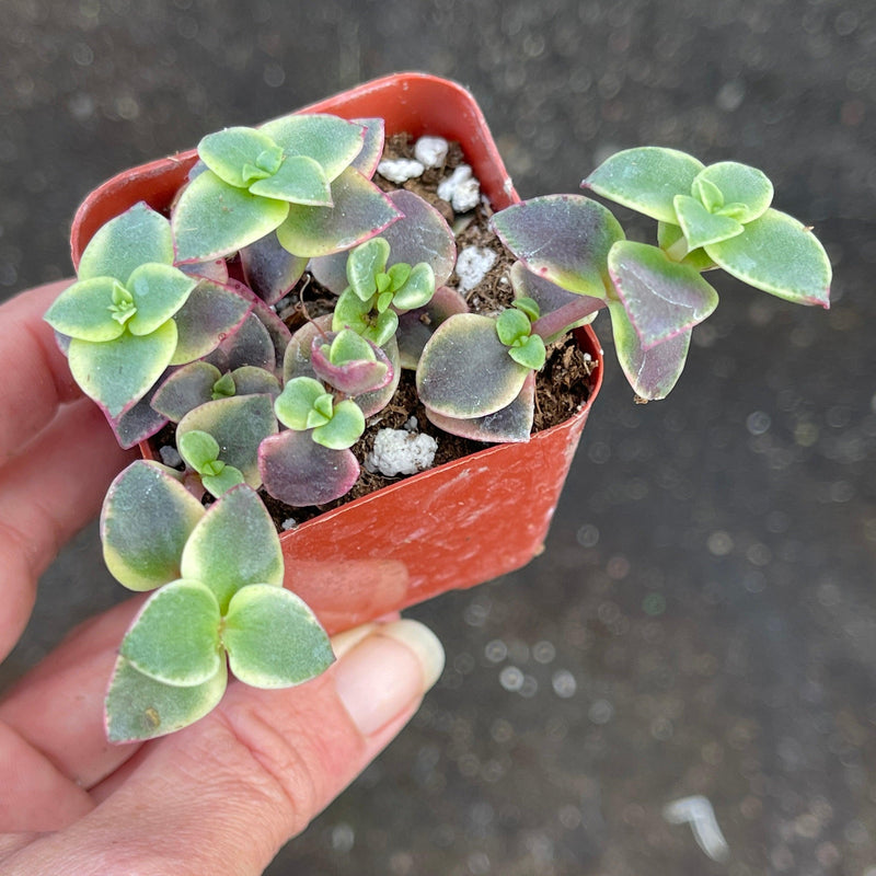 Crassula pellucida variegated - 2” - Zensability