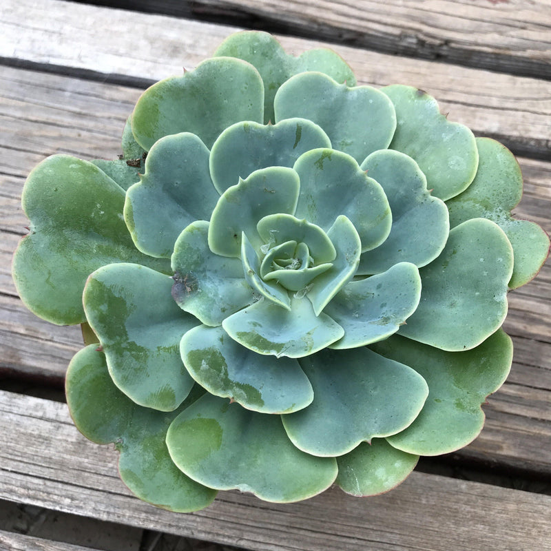 Echeveria &