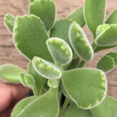 Cotyledon tomentosa 'Bear's Paw' live succulent plant gift, 2 INCH, densely branched succulent plant with plump leaves which resemble small bear's paws. Each leaf is also covered in white fuzz and have little pointed bear claws along the top margin. Zensability Plants, Succulents and Hoya