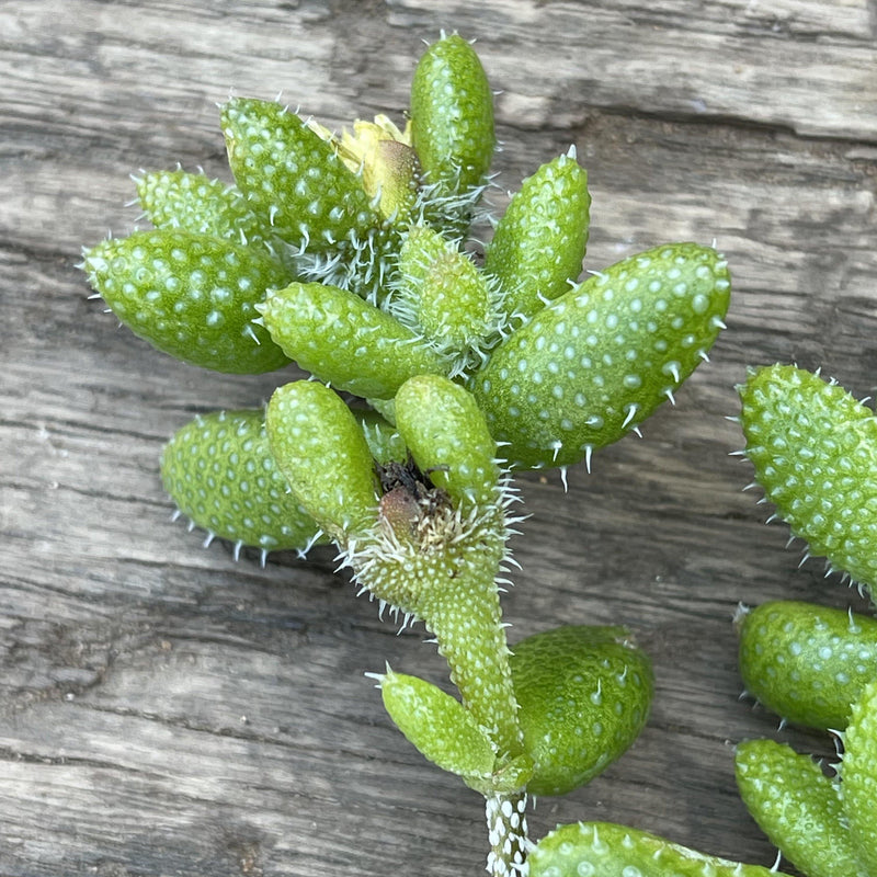Cuttings - Delosperma echinatum ‘Pickle Plant’ - Unrooted Green Succulent Plant - Zensability