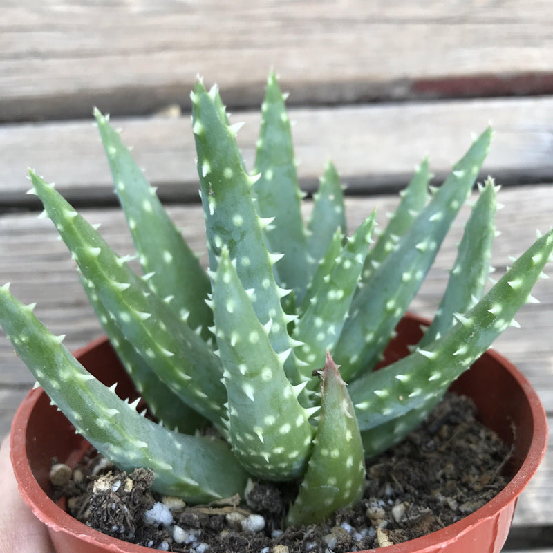 Aloe ‘Crosby’s Prolific’ - 4 INCH - Zensability