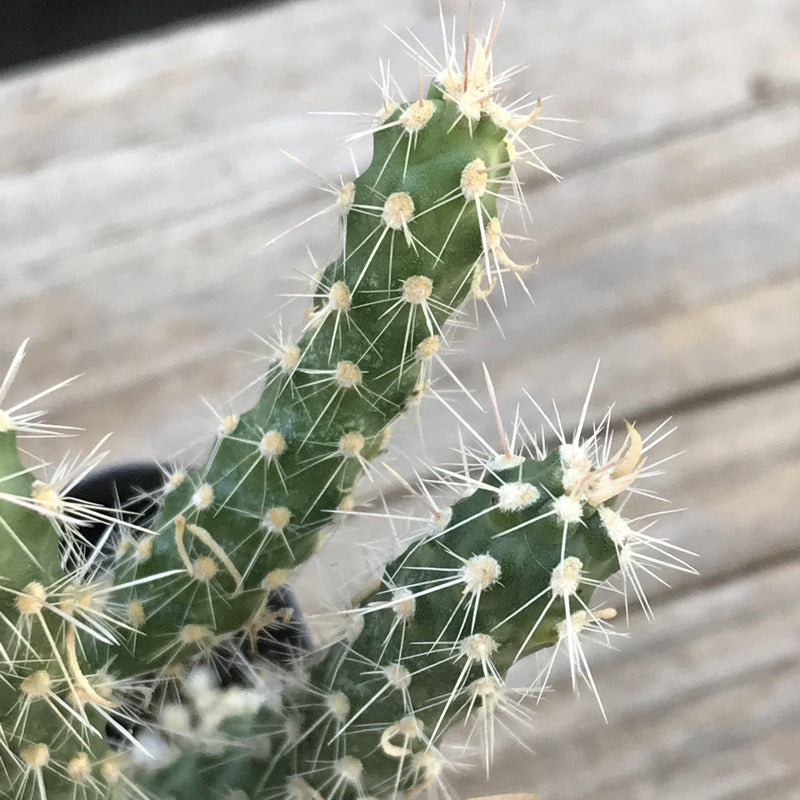 Cylindropuntia ‘Cholla Cactus’ - 2 INCH - Zensability