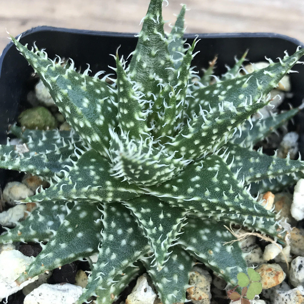 Aloe Descoingsii x Aloe Haworthioides
