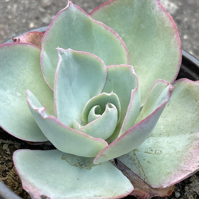 Echeveria 'White Rose' - 4 INCH - Zensability