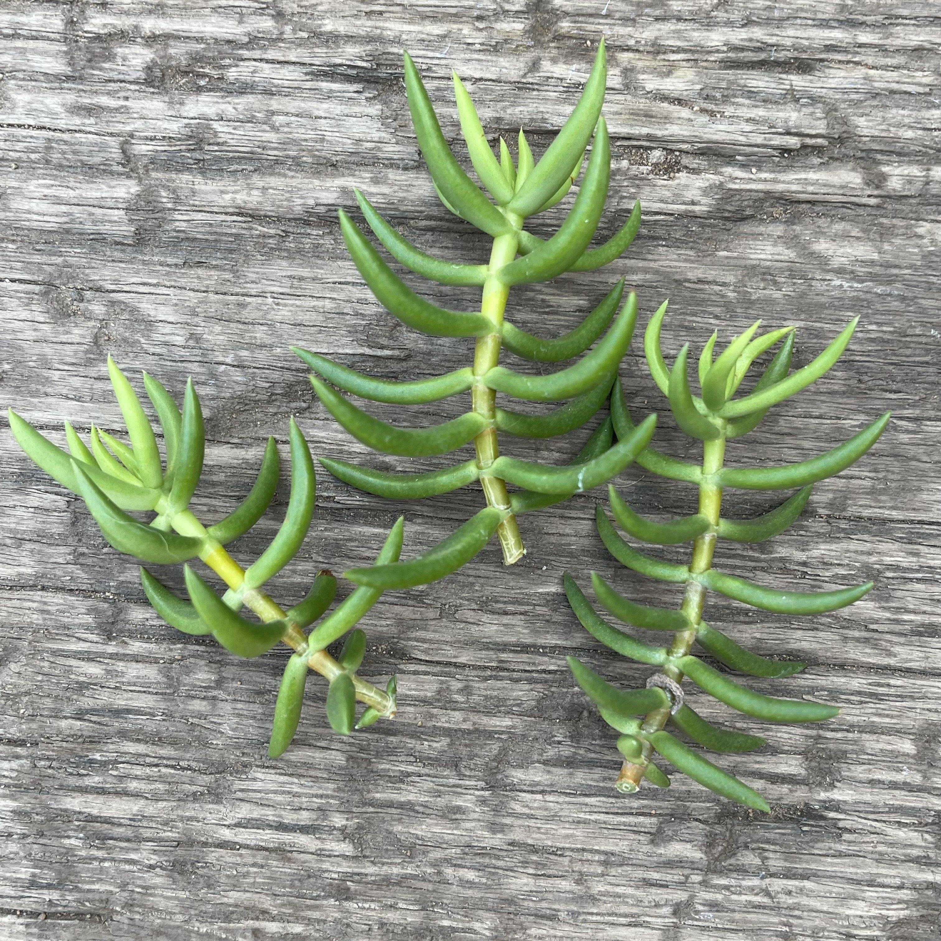miniature pine tree succulent care Succulent Plant Cuttings - Crassula Miniature Pine Tree