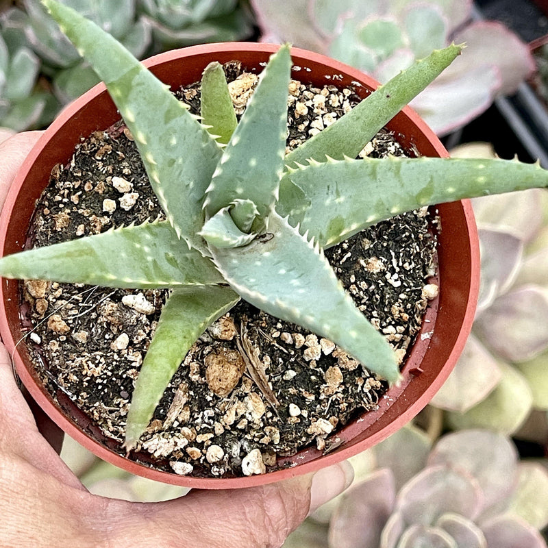 Aloe Arborescens ‘Candelabra Aloe&