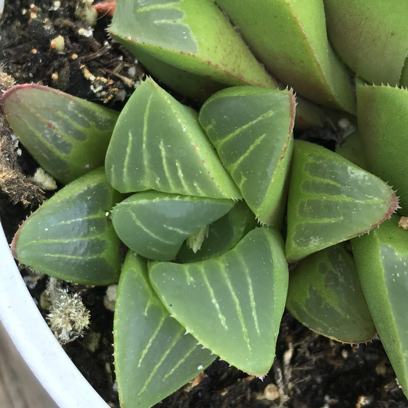 Haworthia retusa hybrid - cluster - 4” succulent plant - Zensability