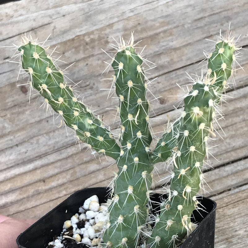 Cylindropuntia ‘Cholla Cactus’ - 2 INCH - Zensability