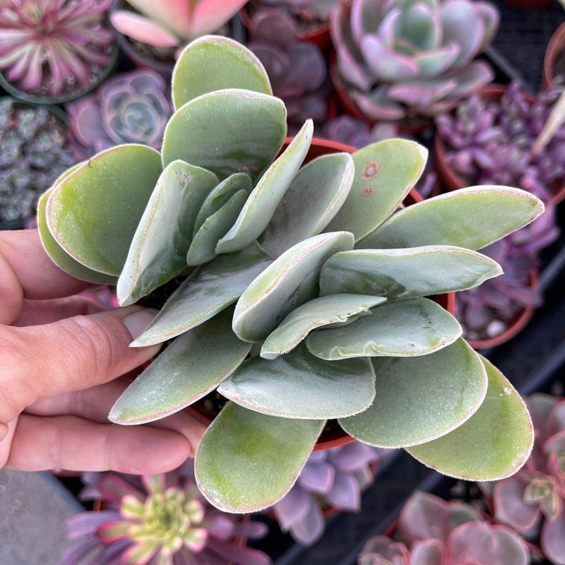 Crassula dubia double-head - 4 INCH - Zensability