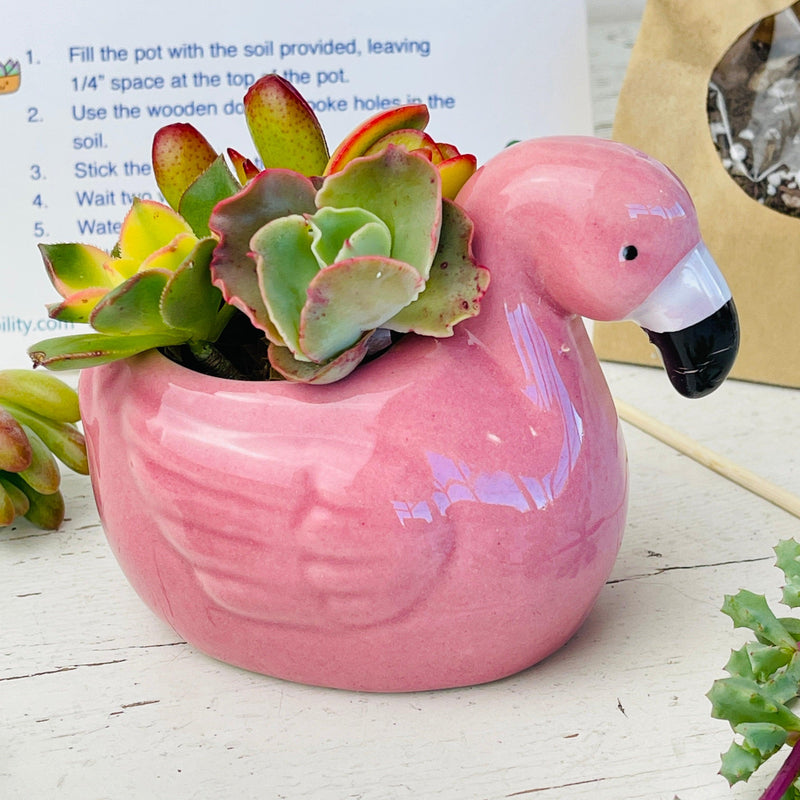 Succulent DIY Kit w/ Flamingo Pot & Live Cuttings - Zensability