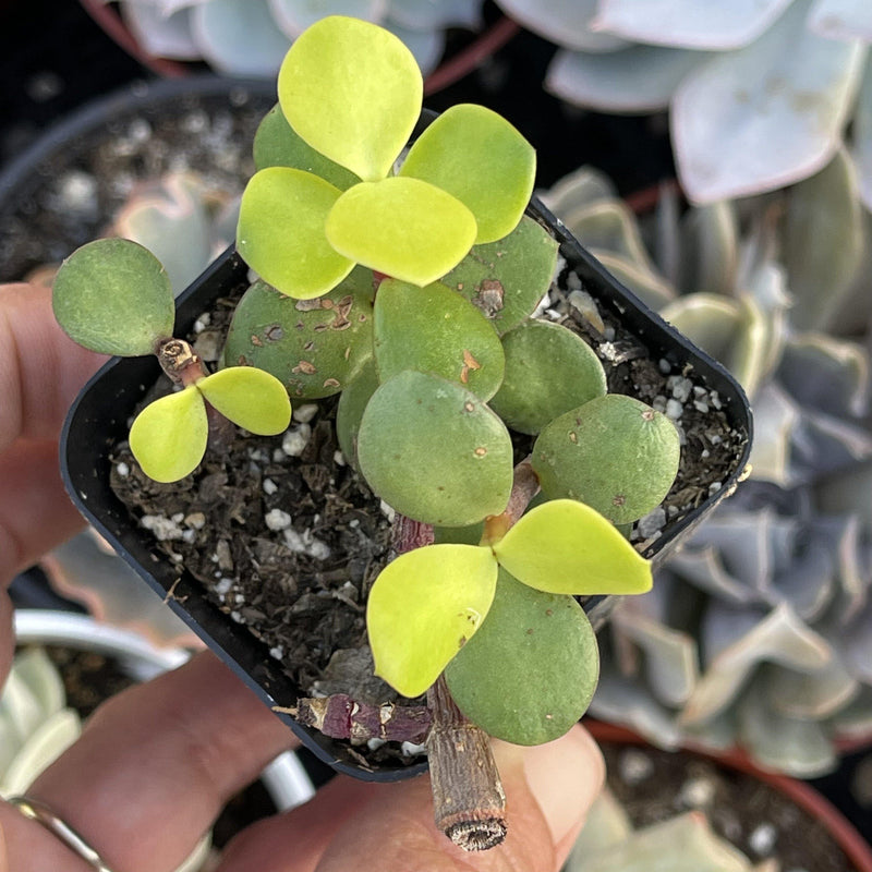 portulacaria afra aurea Portulacaria afra 'Aurea' - Rare Golden Succulent Plant