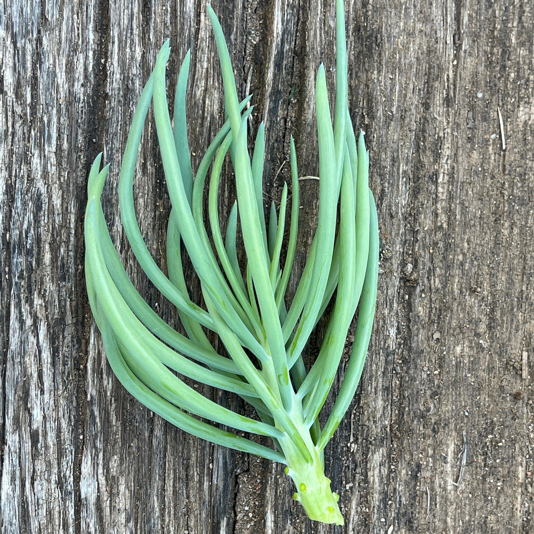 senecio verde fingers succulent plant Senecio serpens 'Blue Chalk Fingers' - Succulent Plant