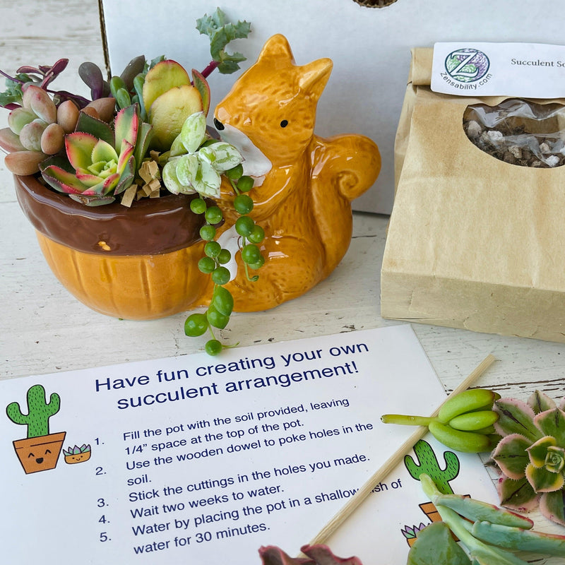Squirrel Succulent DIY Kit w/ Pot & Live Cuttings - Zensability