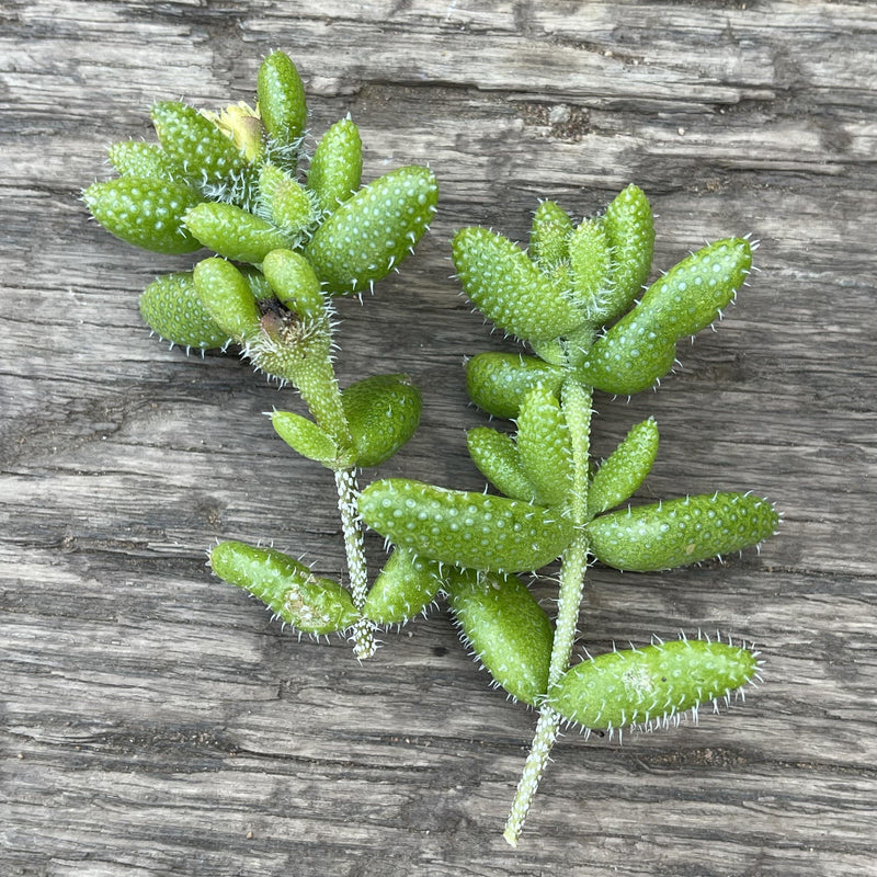 Cuttings - Delosperma echinatum ‘Pickle Plant’ - Unrooted Green Succulent Plant - Zensability