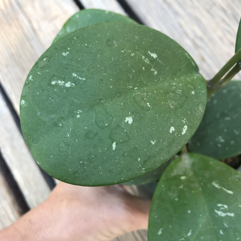Close up of the green leaf. 