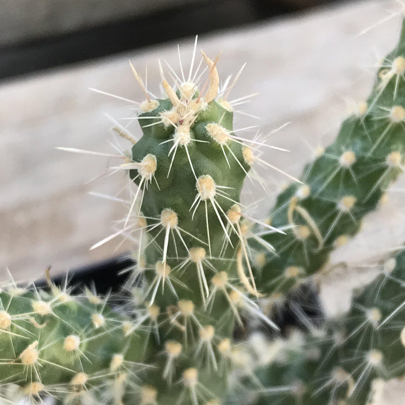 Cylindropuntia ‘Cholla Cactus’ - 2 INCH - Zensability