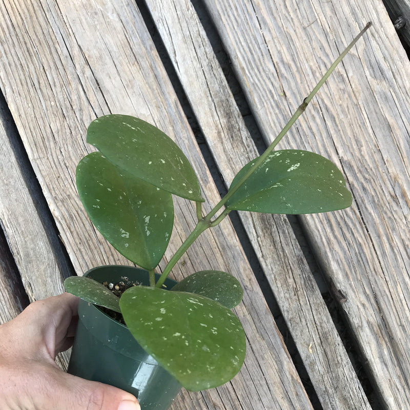 Side view of the Hoya obovata, 4 INCH live hanging easy-care indoor plant. 