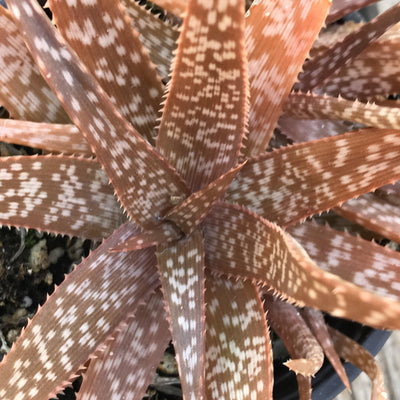 Aloe striata hybrid - cluster - live succulent plant - 4 INCH - Zensability