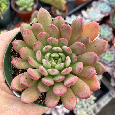 Graptoveria 'Bashful' - 4” - Zensability