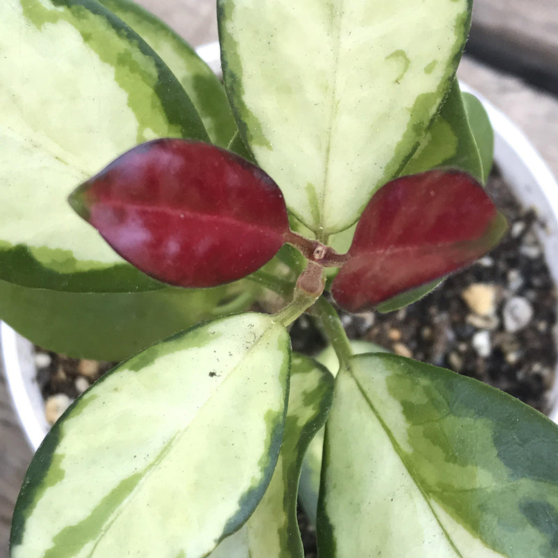 Hoya australis ‘Lisa’ - variegated - rare - 4 INCH - Zensability