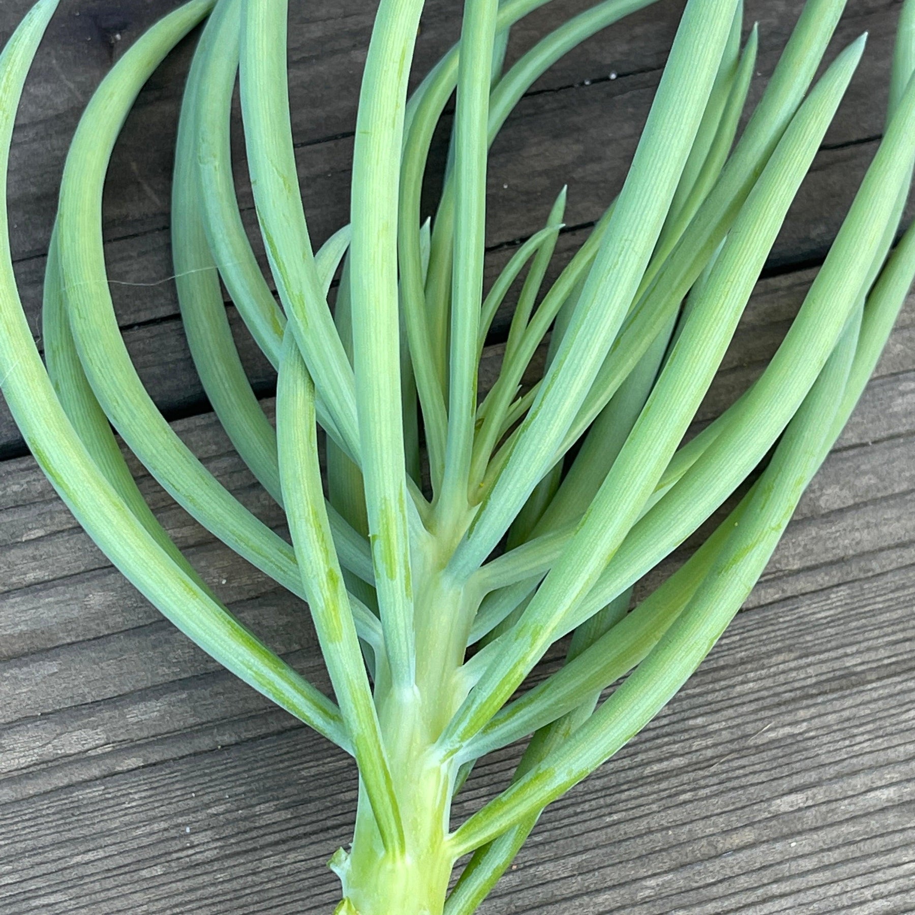 senecio verde fingers succulent plant Senecio serpens 'Blue Chalk Fingers' - Succulent Plant